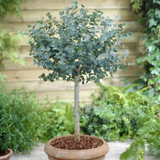 Eucalyptus gunnii standard for sale  PETERBOROUGH