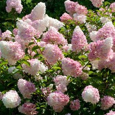 Paniculate hydrangea vanille for sale Paniculate hydrangea vanille for sale  UK