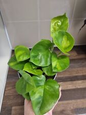 Rare epipremnum aureum for sale  LONDON