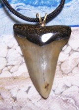 Mako shark tooth for sale  Hinesville