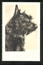 Schwarzer terrier halsband gebraucht kaufen  Berlin