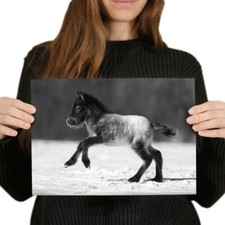Cute foal horse for sale  SELBY
