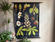 Vintage horse chestnut for sale  SCARBOROUGH