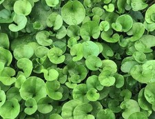 Seme dichondra 5kg usato  Roncofreddo