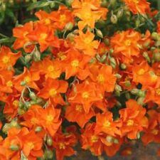 Helianthemum plug plants for sale  LONDON
