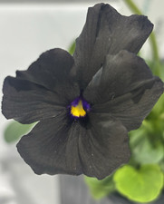 Viola molly sanderson for sale  WIGTON