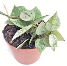 Hoya krohniana silver usato  Villalba