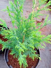 Leylandii conifer trees for sale  NAIRN