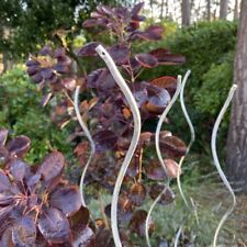Tomato spiral climbing for sale  POOLE