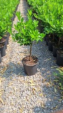 Piante agrumi calamondino usato  Rodi Milici