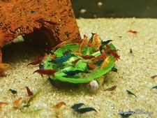 Shrimp neocaridina mixed for sale  Franklin
