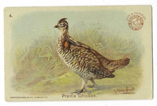 Prairie chicken arm for sale  Wasilla