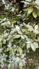 Feuilles eleagnus ebbingei d'occasion  Sabres