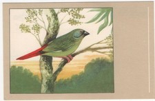 parrot finch for sale parrot finch for sale GRANGE-OVER-SANDS