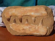 Large mosasaur dinosaur for sale  Tucson