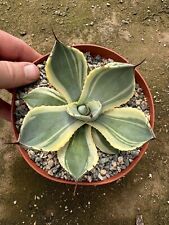 Agave variegated parryi for sale  Carlsbad