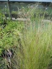 Stipa tenuissima pony for sale  SPALDING