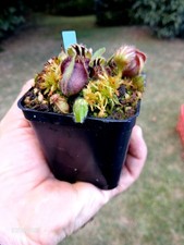 Cephalotus follicularis martin usato Cephalotus follicularis martin usato  Guardiagrele