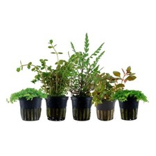 Wabikusa set topf gebraucht kaufen  Worms