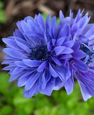 Blaue anemonen coronaria gebraucht kaufen  Emden