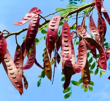 Albizia niopoides albero usato  Napoli