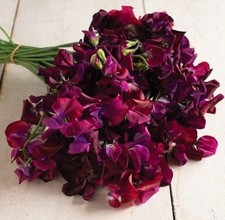Sweet pea balmoral for sale  RUISLIP