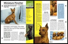 Miniature pinscher temperament for sale  SLEAFORD