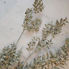 Trockenblumen gebraucht kaufen  Homberg