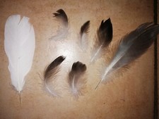 Natur vogelfedern papageien gebraucht kaufen  Mülheim an der Ruhr