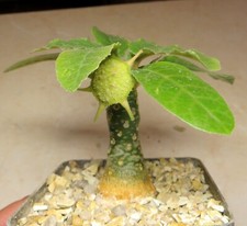 Dorstenia foetida. for sale  Shipping to United Kingdom