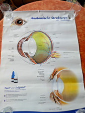 Xxl poster anatomie gebraucht kaufen  Korbach