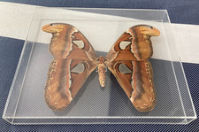 Entomology decor real for sale  Temecula