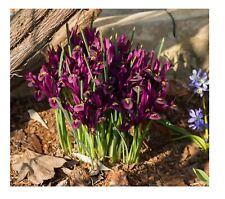 10x iris reticulata for sale  CRAWLEY