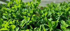 Gorgeous sweet pea for sale  RUGBY