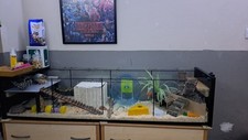 Ikea detolf hamster for sale  CANTERBURY