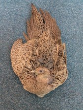 Female common pheasant for sale  LIVERPOOL