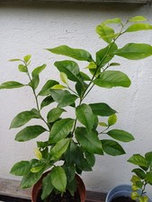 Pianta agrumi vaso usato Pianta agrumi vaso usato  Torre Canavese