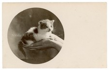 1910s kitten studio for sale  Irwin