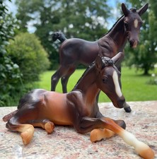 Twin morgan foals for sale  Loris
