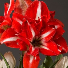 Amaryllis rock roll for sale  Morganton