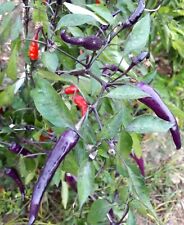 Semi peperoncino viola usato  Italia