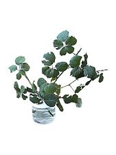 Stick insect leaf for sale  LOWESTOFT