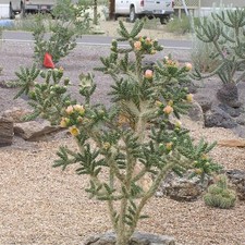 Cholla cactus santa for sale  Redmond