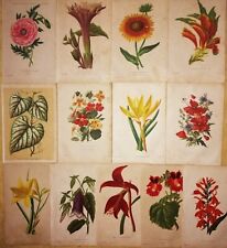 Lot lithographies fleurs d'occasion  Tours-