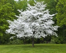 Dogwoods white cornus for sale  Mcminnville
