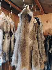 Tanned raccoon pelt for sale  Mcdonough