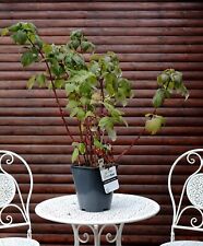 Herbsthimbeere rubus idaeus gebraucht kaufen  Basedow, Güizow, Lütau