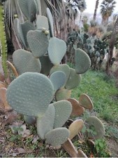 Talea pala opuntia usato Talea pala opuntia usato  Barcellona Pozzo di Gotto