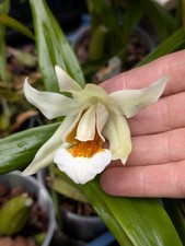 Coelogyne spring showers for sale  SUTTON COLDFIELD