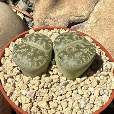 Lithops spp. comprar usado  Enviando para Brazil
